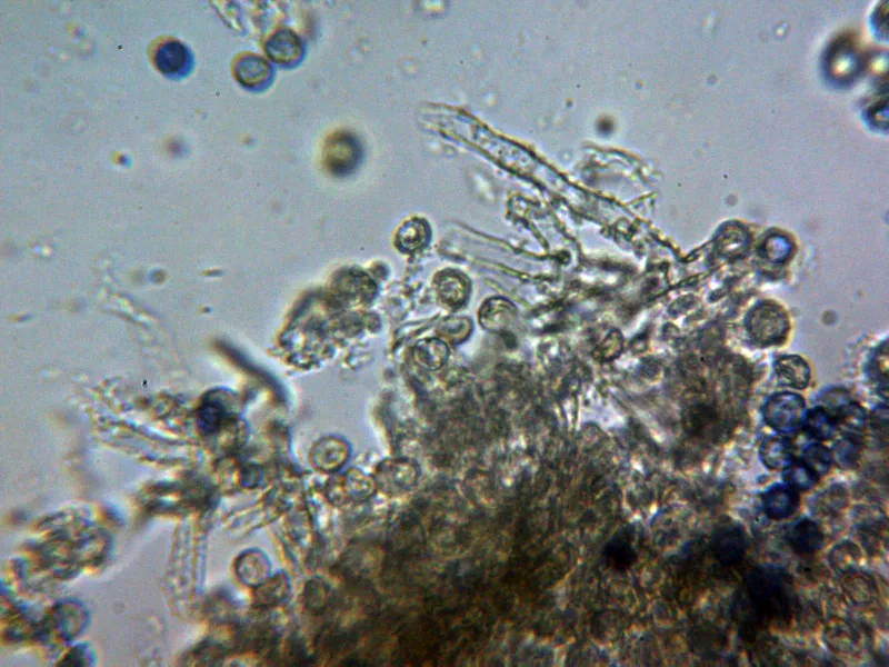 Amaurodon viridis 11 - Hifas subiculares